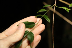 Secamone elliptica