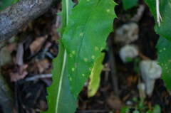 Entyloma hieracii
