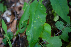 Entyloma hieracii
