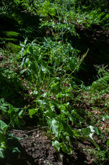 Rumex arifolius