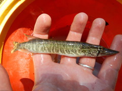 Esox americanus