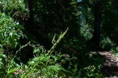 Rumex arifolius