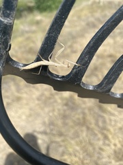 Mantis religiosa