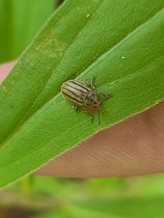 Ophraella conferta