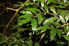 Diospyros pentamera