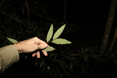 Diospyros pentamera