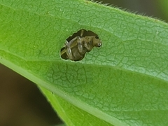 Ophraella conferta