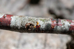 Quaternaria quaternata