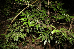 Diospyros pentamera