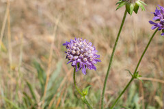 Microbotryum scabiosae