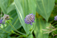 Microbotryum scabiosae