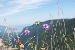 Microbotryum scabiosae
