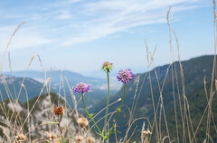 Microbotryum scabiosae