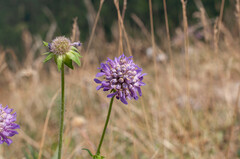 Microbotryum scabiosae