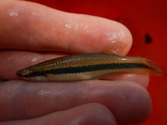 Fundulus olivaceus