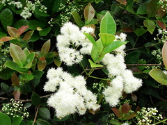 Myrtaceae