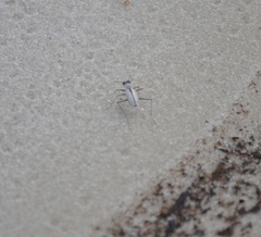 Habroscelimorpha dorsalis saulcyi