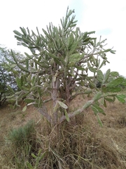 Opuntia dejecta