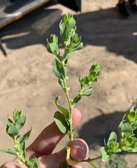 Polygonum achoreum