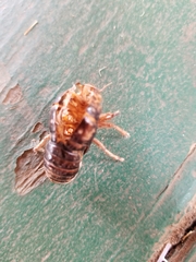 Tibicininae