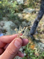 Cladonia amaurocraea