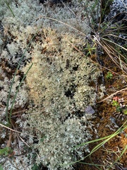 Cladonia amaurocraea