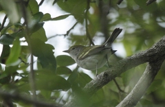 Setophaga pensylvanica image