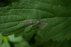 Agromyza anthracina