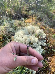 Saussurea angustifolia