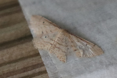 Idaea elongaria