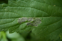 Agromyza anthracina