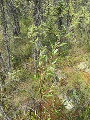 Salix arbusculoides