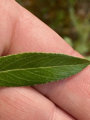 Salix arbusculoides