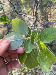 Salix richardsonii