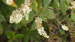 Clethra tomentosa