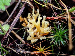Ramaria lorithamnus