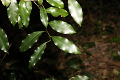 Cryptocarya sclerophylla