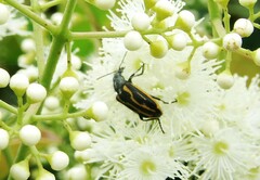 Astylus lineatus