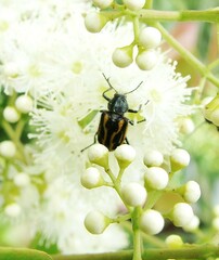 Astylus lineatus