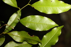 Cryptocarya sclerophylla