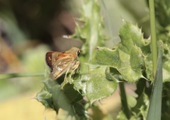 Hesperia comma