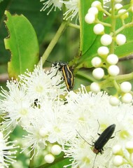 Astylus lineatus