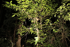 Cryptocarya sclerophylla