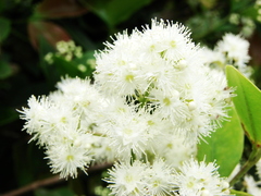Myrtaceae