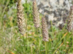Phleum alpinum