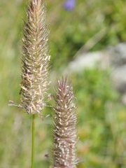 Phleum alpinum