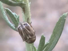 Cryptocephalus spurcus