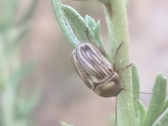 Cryptocephalus spurcus