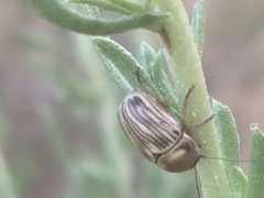 Cryptocephalus spurcus