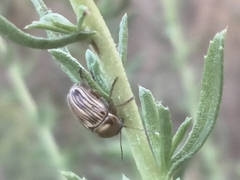 Cryptocephalus spurcus